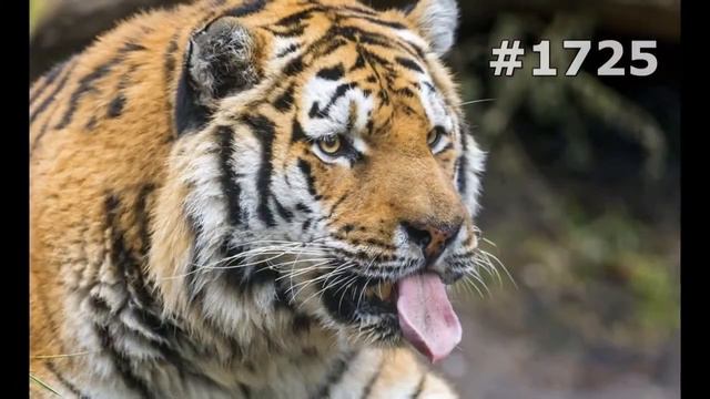 #1725. Тигры (В мире животных) смотреть онлайн