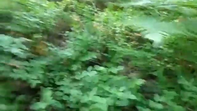 Черника в лесу. смотреть онлайн