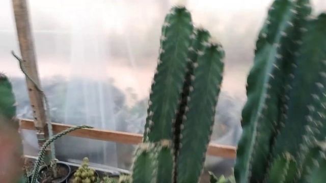 CACTO CASTELO DE FADAS (Acanthocereus tetragonus) смотреть онлайн