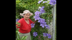 Клематисы -работа над ошибками. Часть 2. Где посадить?