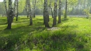 Место гибели Янки Дягилевой , рассказывает отец