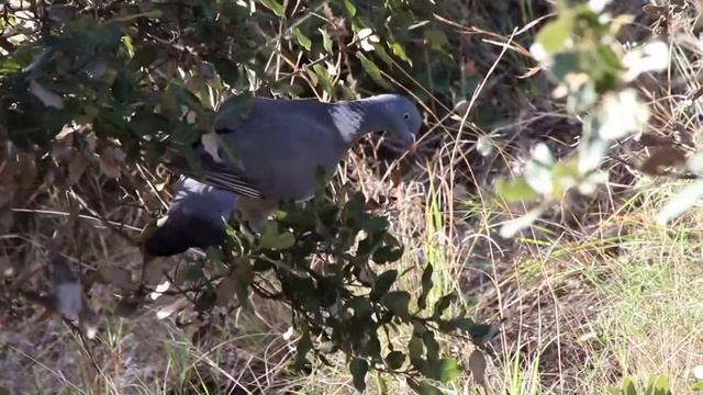 Common Wood Pigeon / Columba palumbus смотреть онлайн