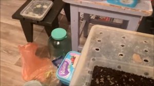 Улитка Мюллер, размножение, от икры до улитят