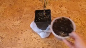 Посадка ежевики в открытый грунт (сорт Натчез)