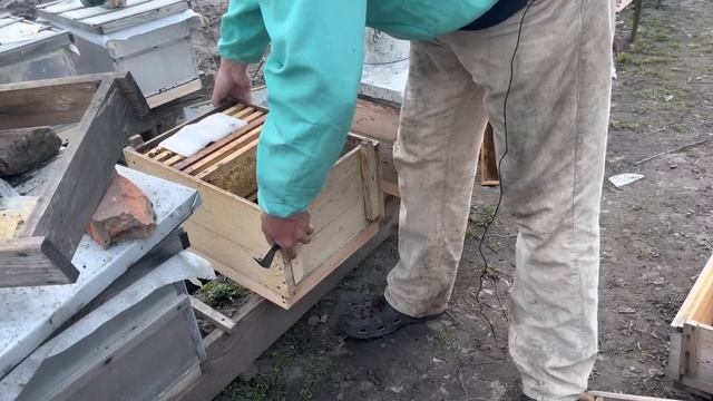 Замена дна сетки на глухое, осмотр перезимовавших нуклеусов смотреть онлайн