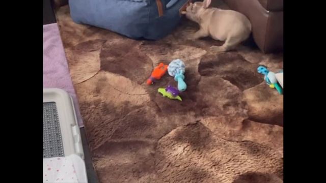 French bulldog Tofik first day in a new house and with new parents смотреть онлайн