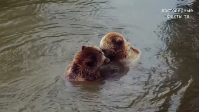 Почему Же Медведи Впадают В Спячку?