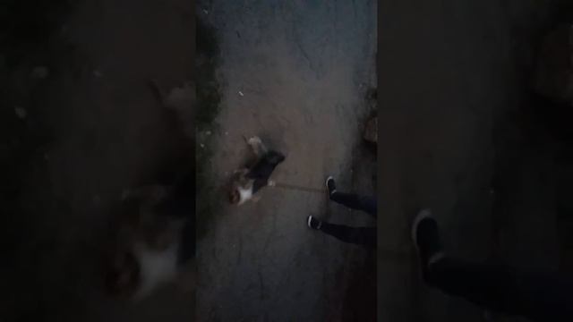 собака по имени Гоша на прогулке.Посмотрите прикол)))) собака по имени Гоша на прогулке смотреть онлайн