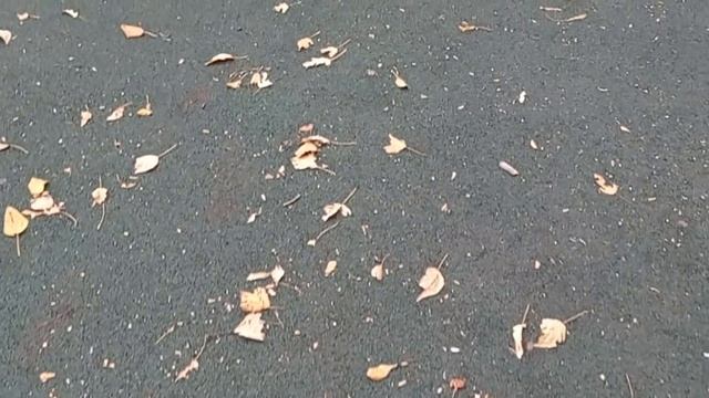 Прогулка с внукам в осеннем парке Наш сельский парк смотреть онлайн