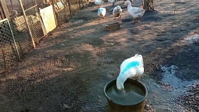 Гусак или гусыня? Повторная проверка гусей по клоаке Зачем держу гусей с маленьким весом?
