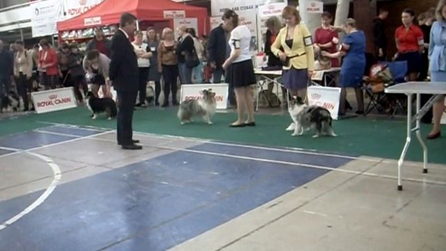 22 - 23 апреля 2017 г.Екатеринбург Монопородная выставка шелти ранг ПК СУДЬЯ: В.Пешков (Воронеж) смотреть онлайн