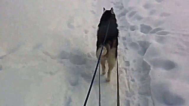 Хаски тянет санки смотреть онлайн