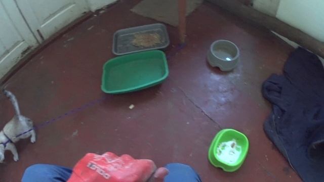 Кот и манная каша | Рассказываю рецепт стандартной манной каши смотреть онлайн