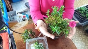 Ампельная махровая гвоздика. Как черенкуем зимой.