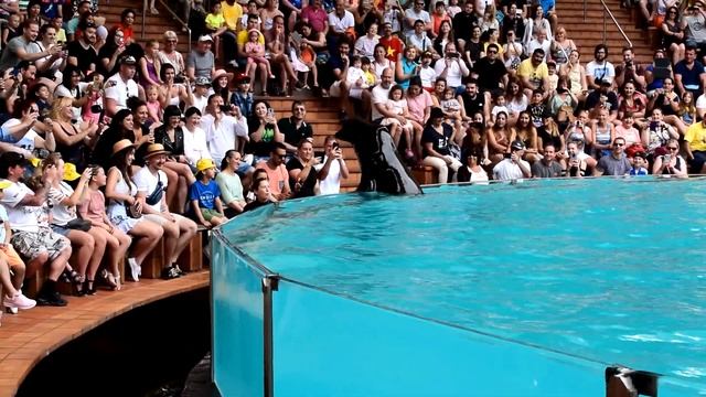?ТЕНЕРИФЕ Морские котики выступление в Loro Parque / Show in Loro Parque Spain Puerto de la Cruz смотреть онлайн