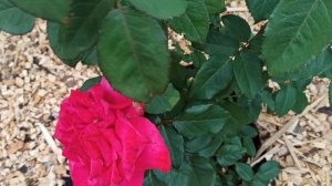 Роза Малиновый звон! Цветёт первогодка Сангрия!