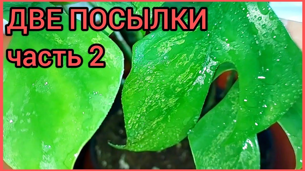 Часть 2?Итоги?Две посылки??Комнатные #растения ?Редкость+новинка+хотелка? #цветы #ароидные смотреть онлайн