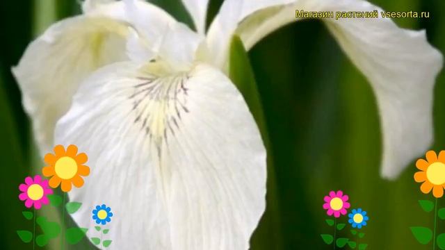 Ирис болотный Сливки. Краткий обзор, описание характеристик iris pseudacorus Creme de la Creme смотреть онлайн