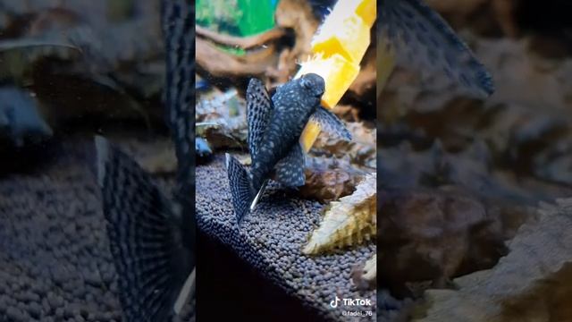Анциструс кормление смотреть онлайн