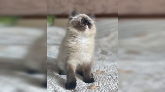 Кошка Мимозыря смотреть онлайн