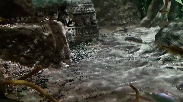 Промо Камбоджа . Севастопольский аквариум смотреть онлайн