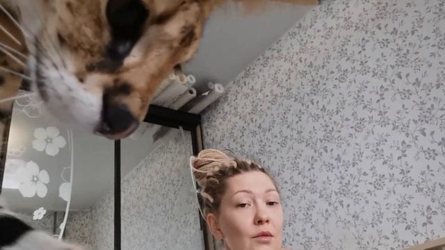 СКОЛЬКО Можно ЗАРАБОТАТЬ на КОТЕ? /ЦЕНА ФОТОСЕССИИ с ХИЩНИКОМ/Наш опыт/Реакция СЕРВАЛА на сына смотреть онлайн