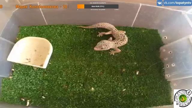 КОРМЛЕНИЕ ЭУБЛЕФАРОВ / СТРИМ С ЭКЗОТИЧЕСКИМИ ЖИВОТНЫМИ / ОТВЕЧАЕМ НА ВОПРОСЫ смотреть онлайн