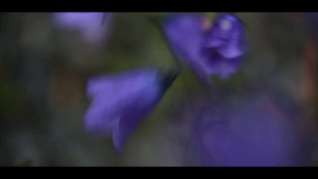 Полярный урал 2020 - ЦВЕТЫ ЯМАЛА смотреть онлайн