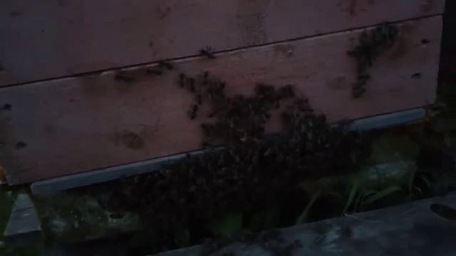 пасека Толчевых в разгар медосбора 2020 1 часть