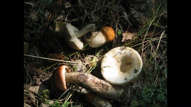 АВГУСТ Веники смотреть онлайн