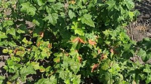 На листьях смородины черные пятна - это заболевание антракноз