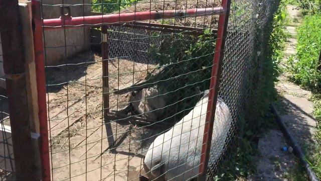 12.07.2019 Влог. Как свиньи купаются?! Долгая дорога... смотреть онлайн