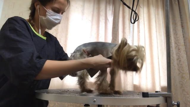 Стрижка йоркширского терьера корейский стиль смотреть онлайн