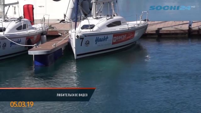 В морской порт Сочи заплыли киты белухи смотреть онлайн
