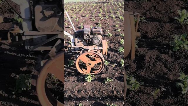 Междурядная обработка картофеля ежами