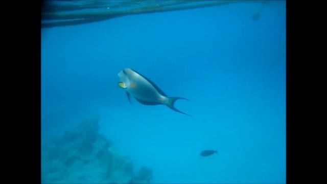 Рыба хирург смотреть онлайн