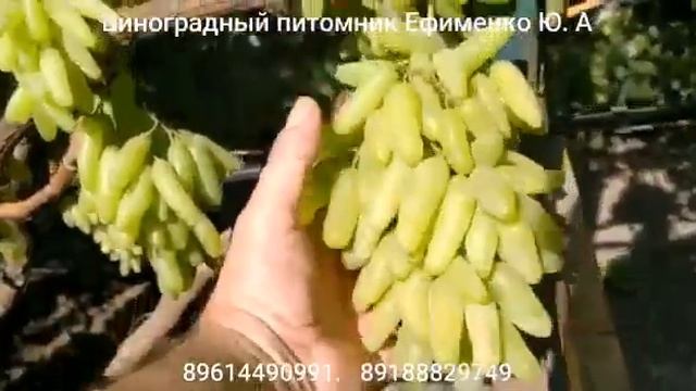 Кишмиш Ламборджини