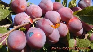 Алыча обыкновенная Путешественница ? обзор: как сажать, саженцы алычи Путешественница