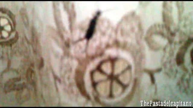 Forficula auricularia detto insetto a forbici o forbicina o tagliaforbici (insect scissors) смотреть онлайн