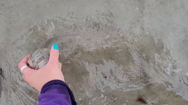 Big Huge Shell Finds! | Mega Moon Shells and More! | Virtual Shelling New England | Plum Island MA смотреть онлайн