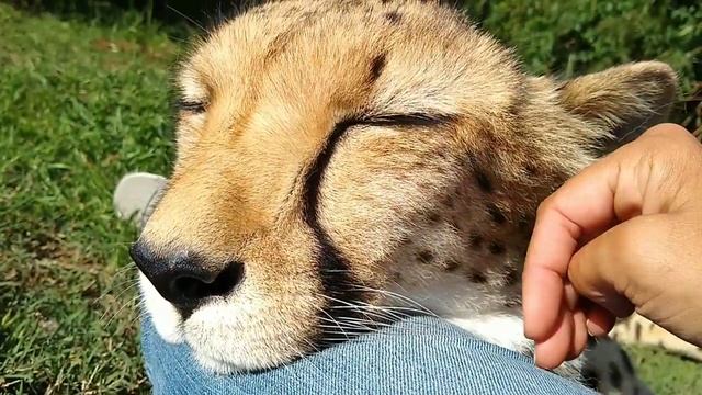 Гепард мурчит смотреть онлайн