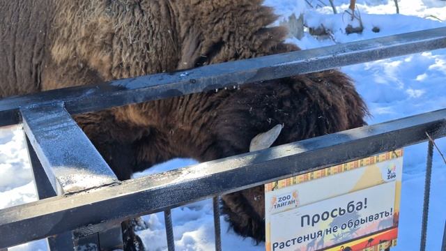 Бизон Федор тоже рад снегу. Тайган смотреть онлайн