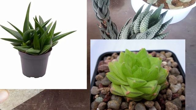 || ARE HAWORTHIA / HAWORTHIOPSIS SLOW GROWING ? || смотреть онлайн