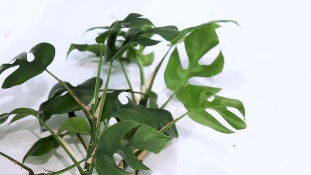 Monstera Minima Plant Care Vlog, Rhaphidophora Mini Monstera Plant Diary 2022