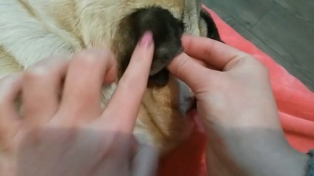 Клеим ушки мопсу ч.2 смотреть онлайн