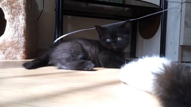 Черный британский котёнок Antananarivo MeowClub *BY смотреть онлайн