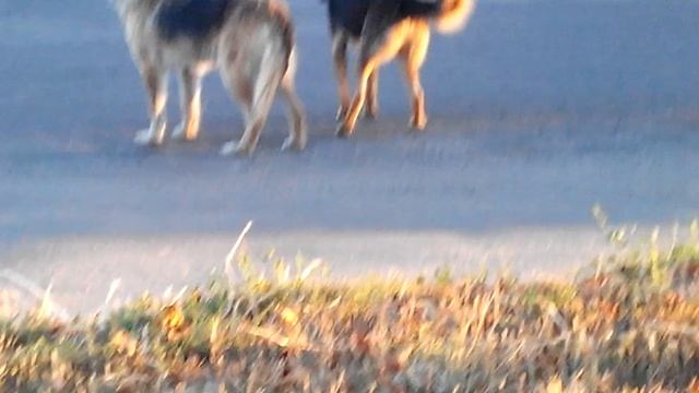 Собачий сєкас...короткометражка