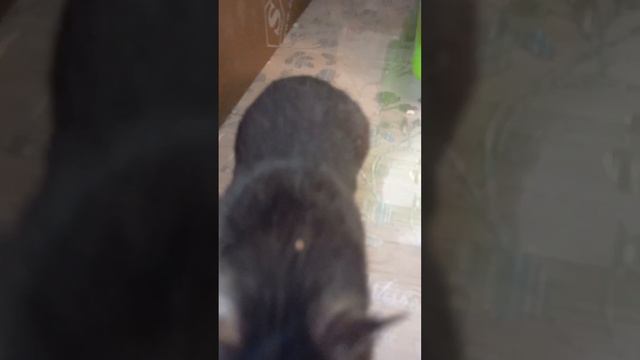 Побег не удался. смотреть онлайн