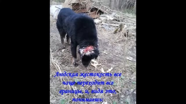 Возьмите друга из приюта. Помощь бездомным животным в Старой Руссе. смотреть онлайн