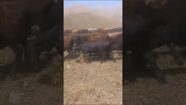 👍👍 успет_к бародар 400 гусфанди фруши👉 ((элита))👈 смотреть онлайн